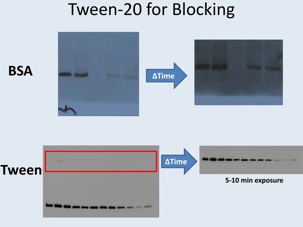 tween 20 for blocking