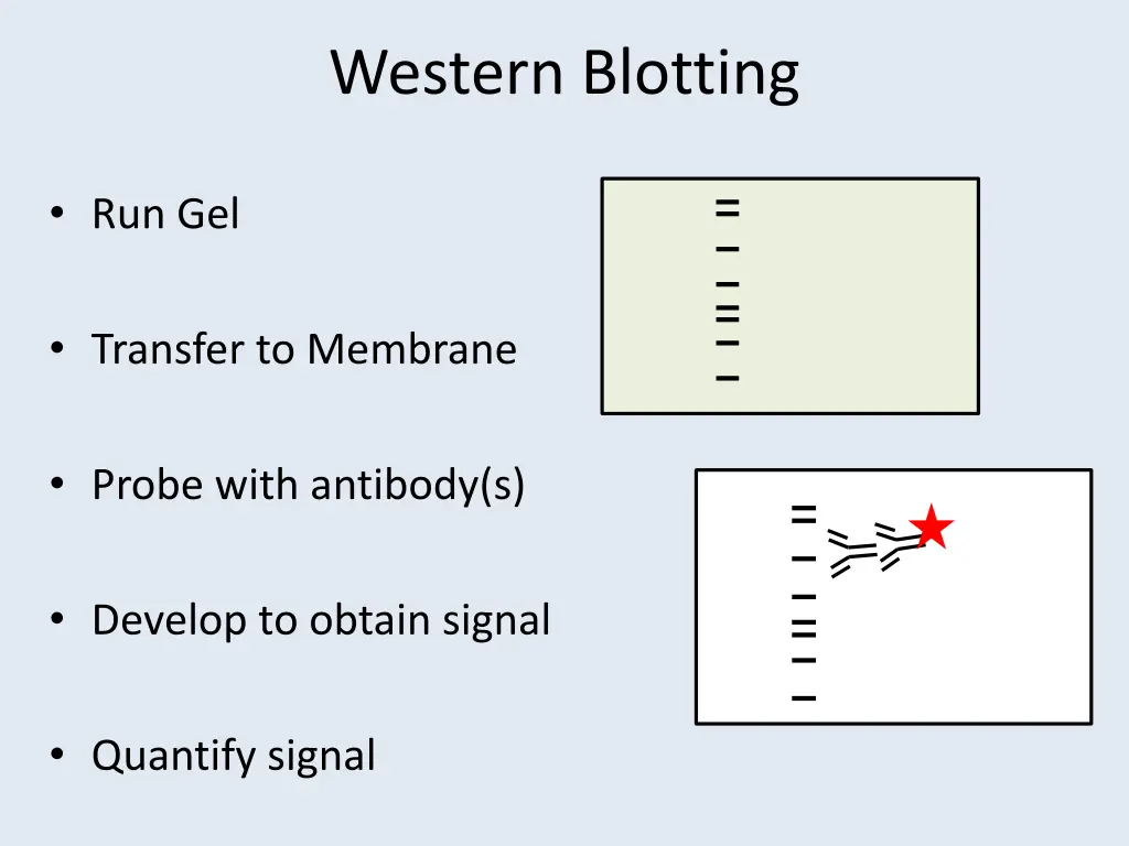 western blotting