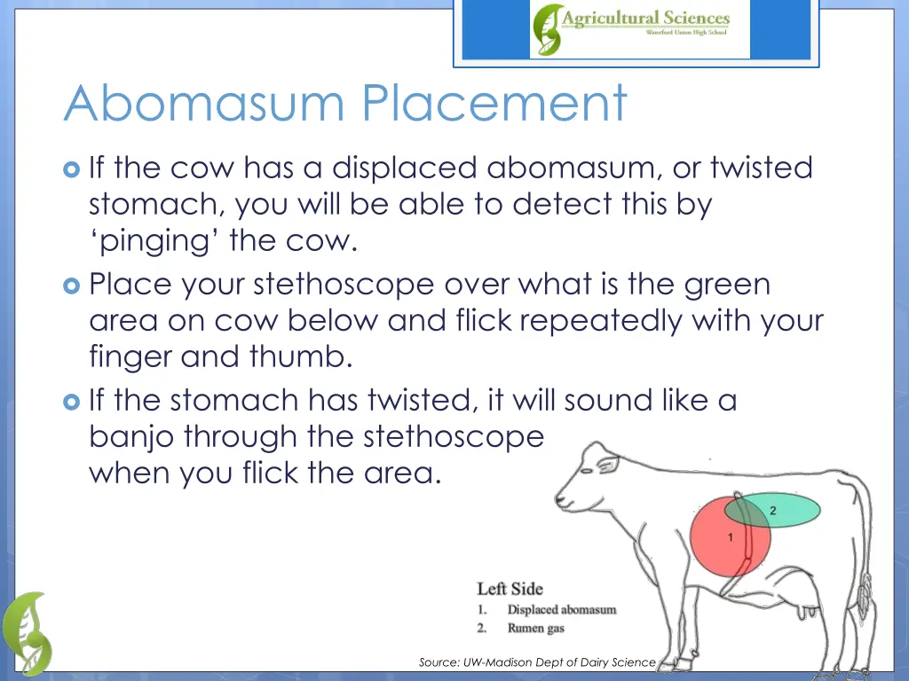 abomasum placement 1