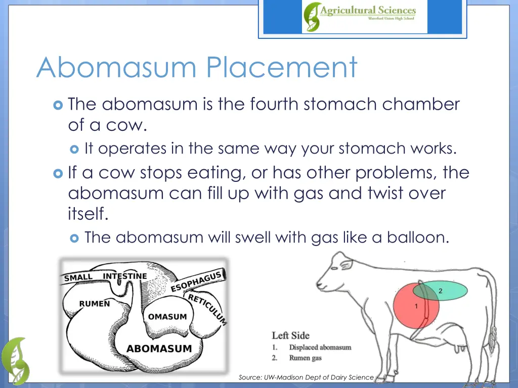 abomasum placement