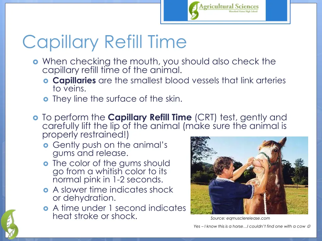 capillary refill time