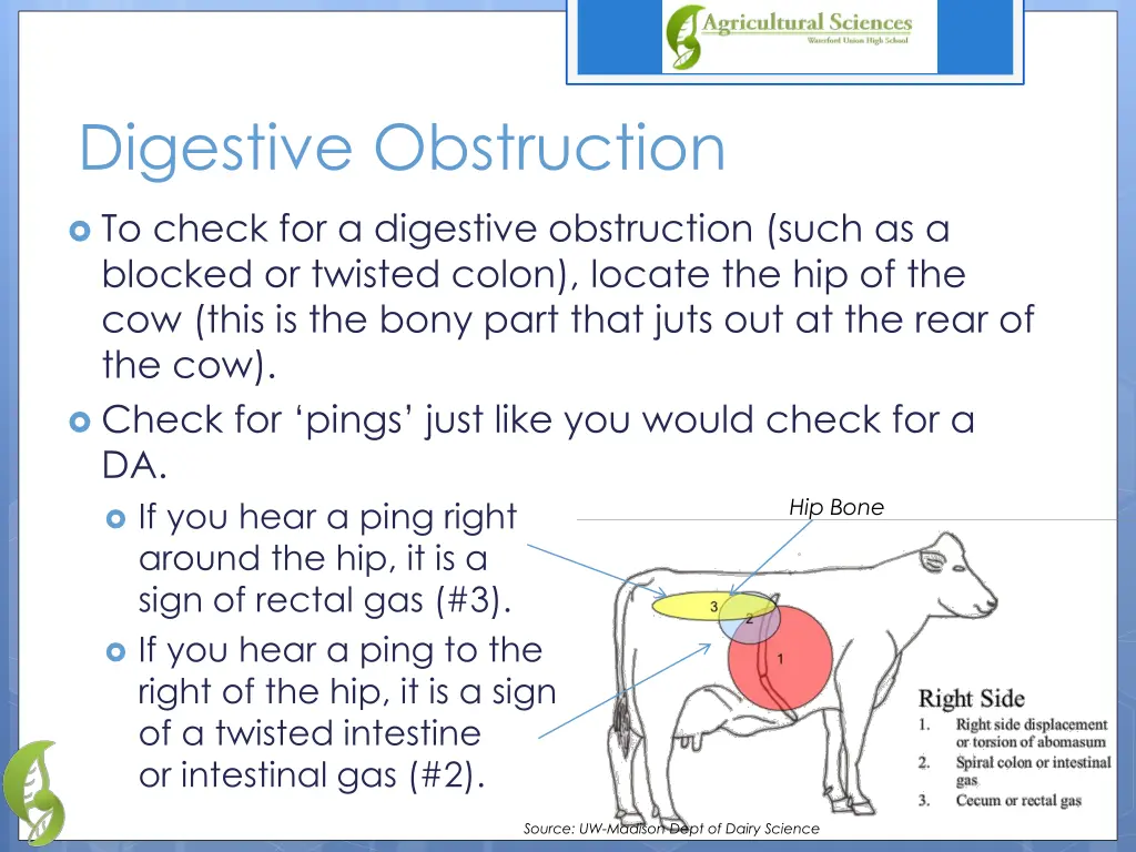 digestive obstruction