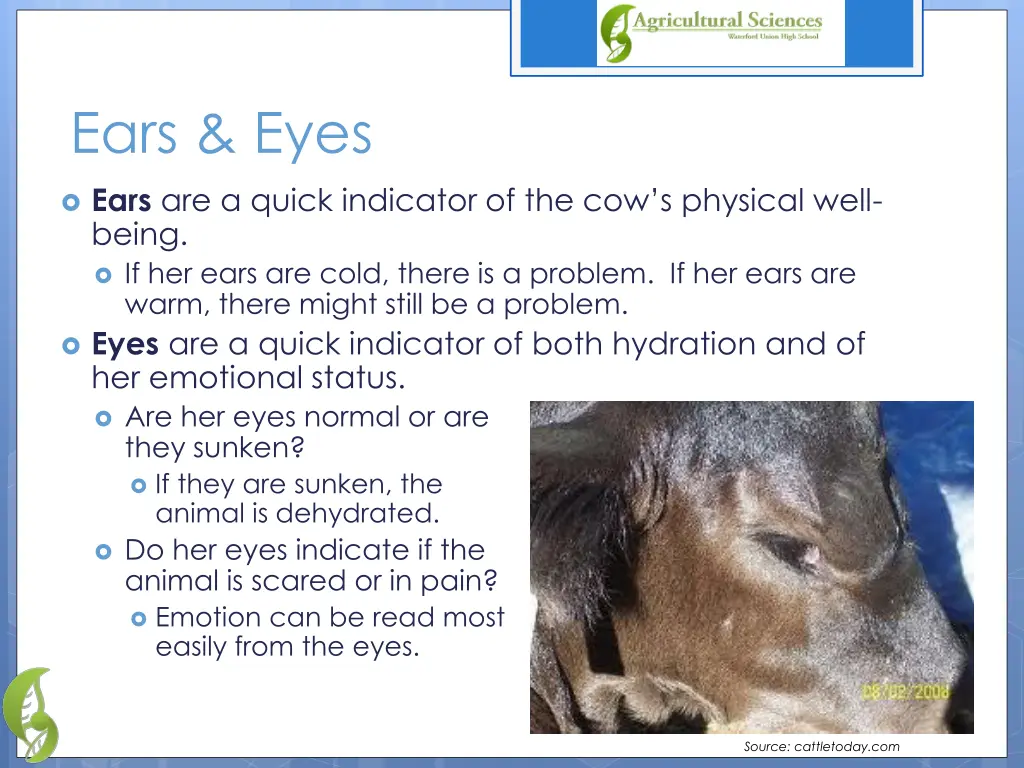 ears eyes
