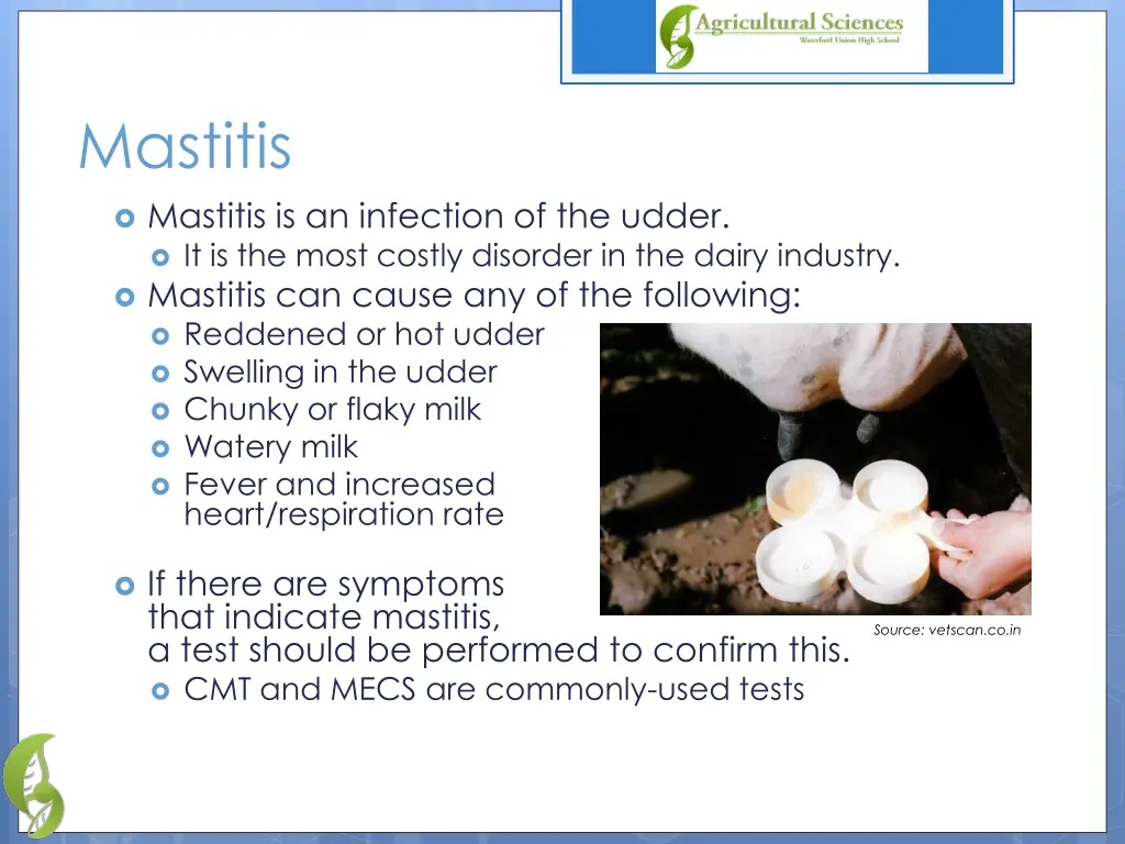 mastitis mastitis is an infection of the udder
