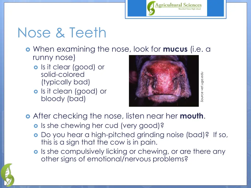 nose teeth