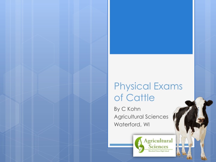 physical exams of cattle by c kohn agricultural