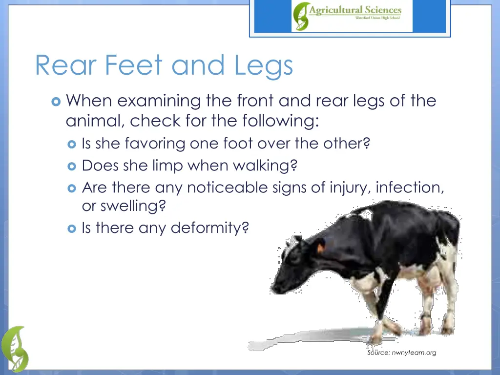 rear feet and legs