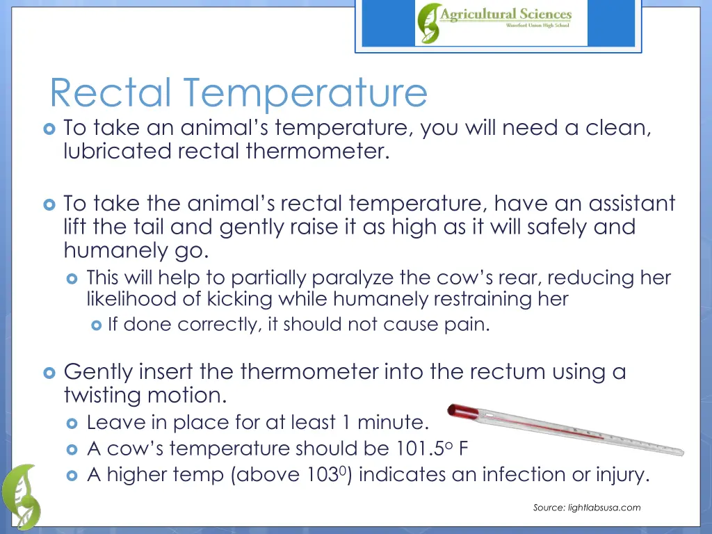 rectal temperature to take an animal