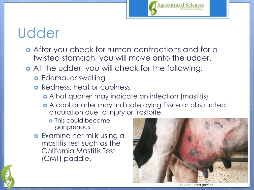 udder