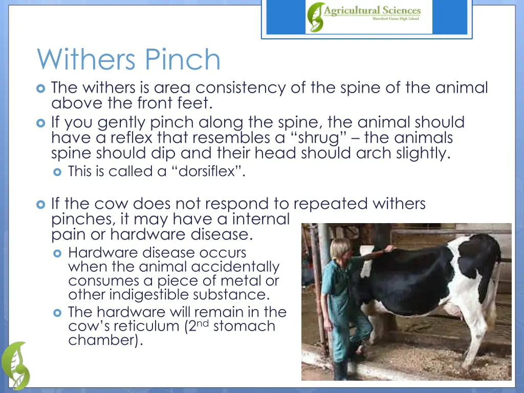 withers pinch the withers is area consistency