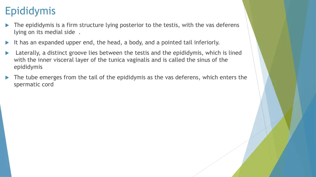 epididymis