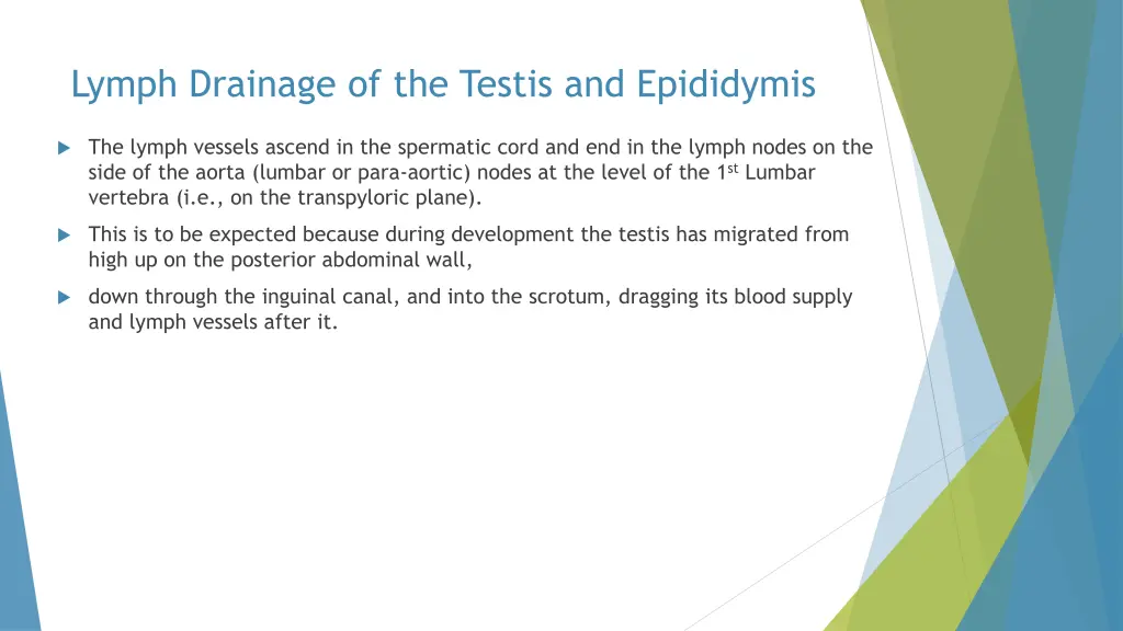 lymph drainage of the testis and epididymis