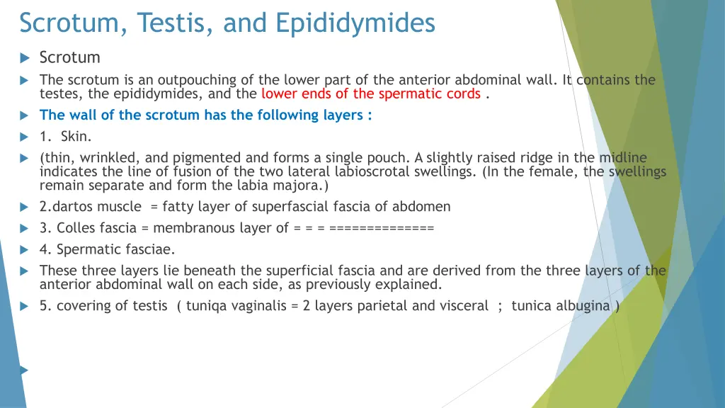 scrotum testis and epididymides