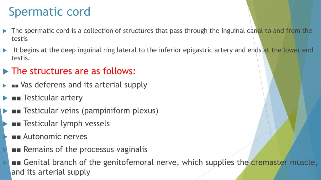 spermatic cord