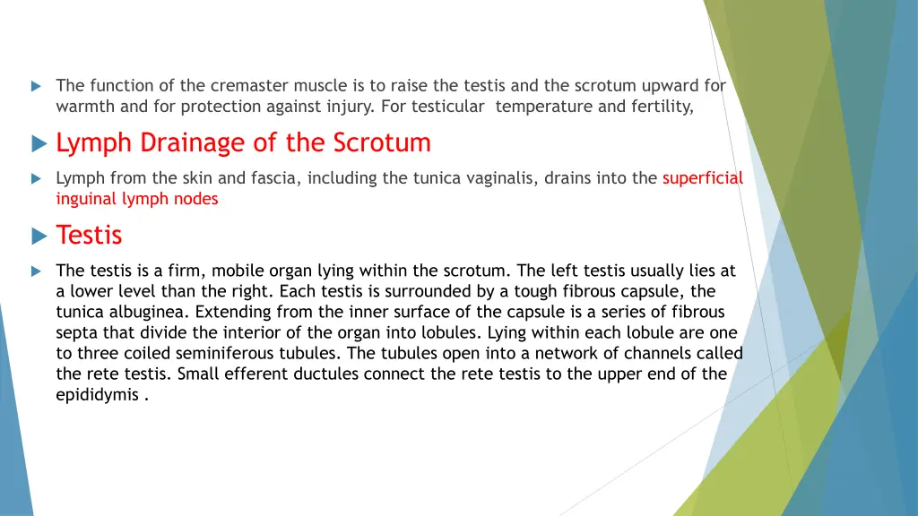 the function of the cremaster muscle is to raise