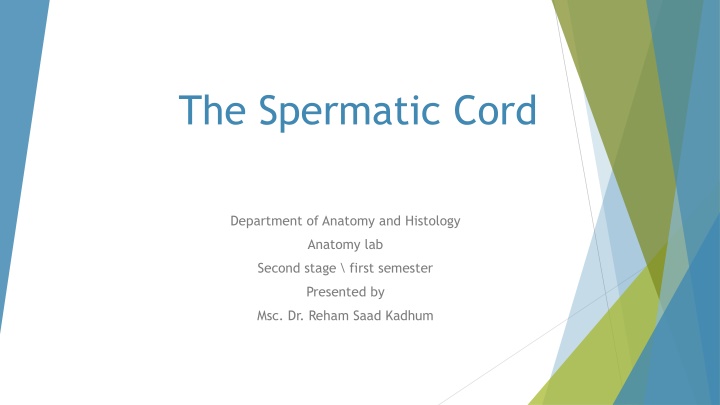 the spermatic cord