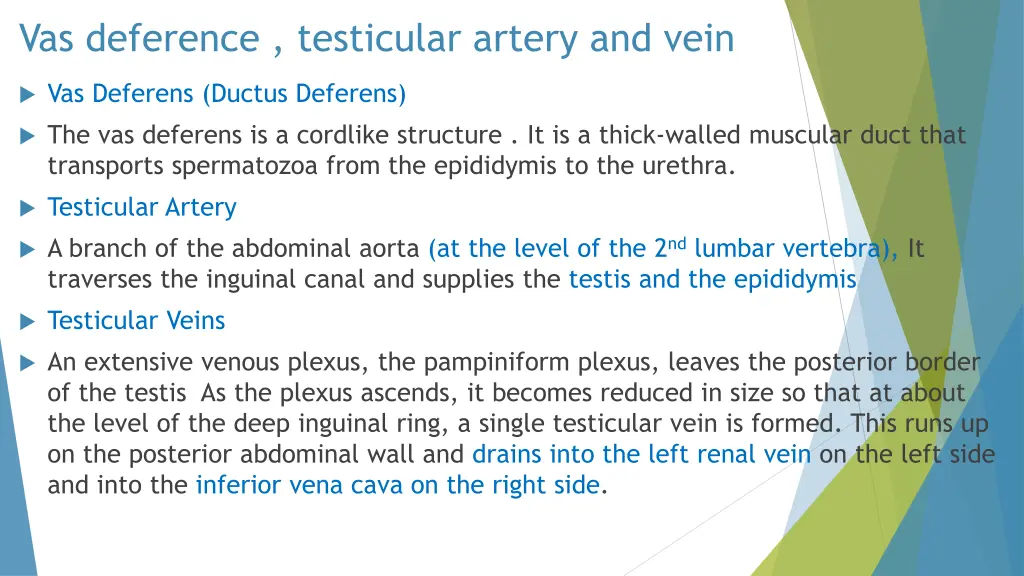 vas deference testicular artery and vein