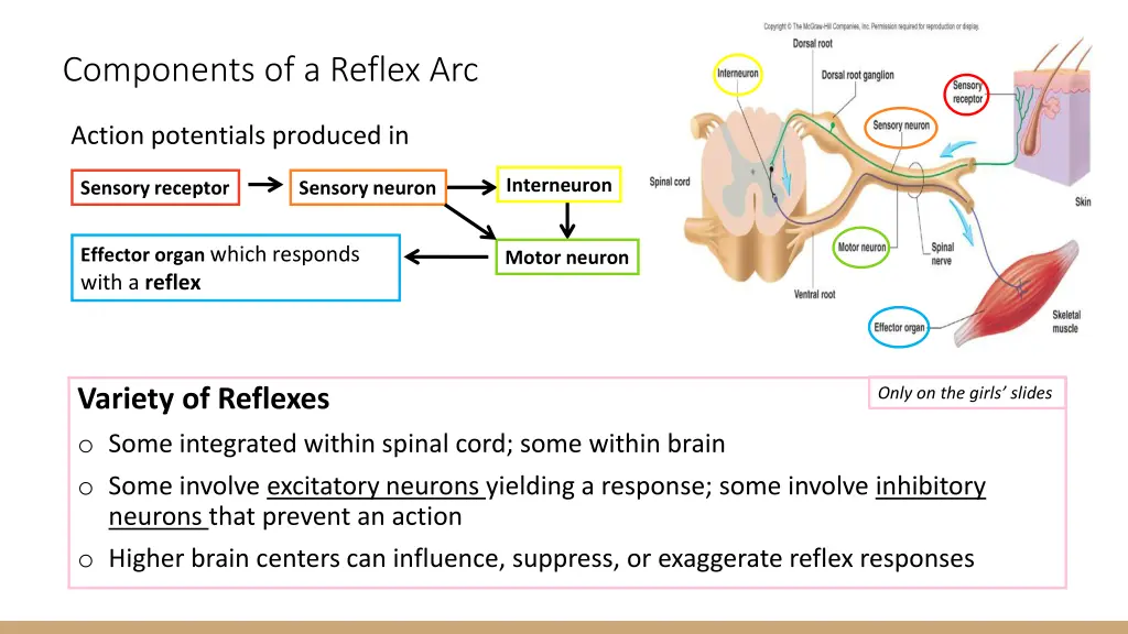 components of a reflex arc