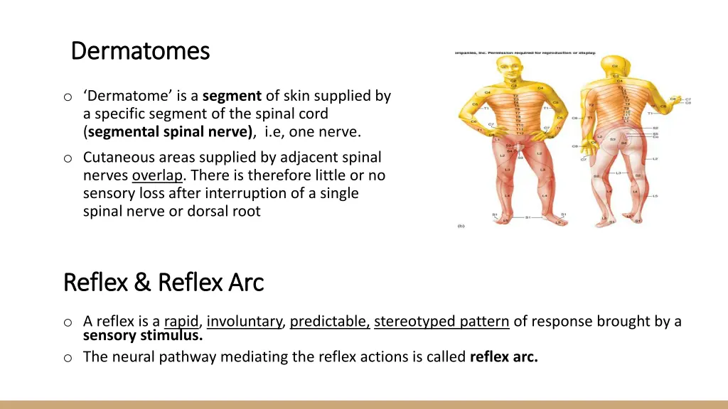 dermatomes dermatomes