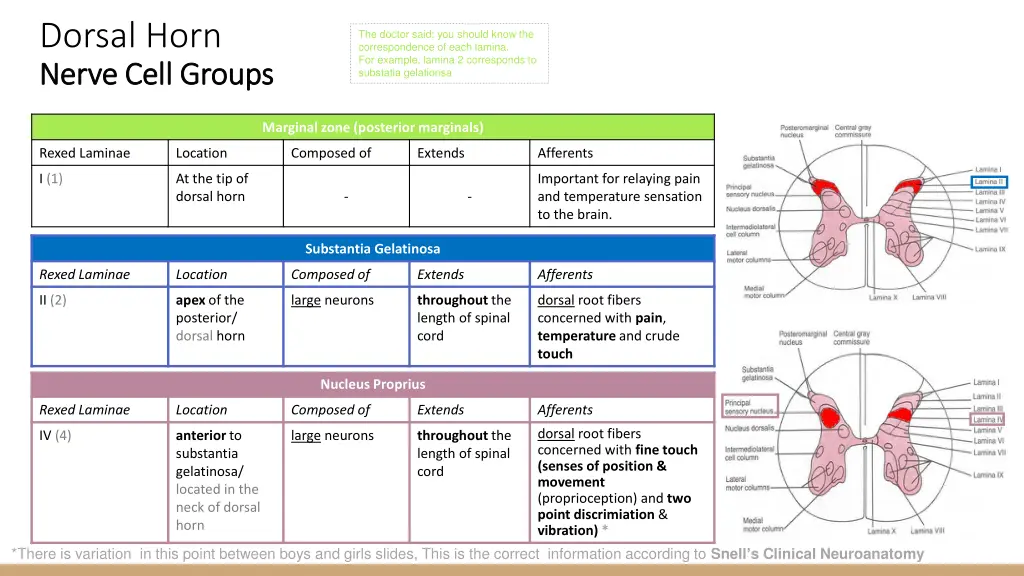 dorsal horn nerve cell groups nerve cell groups 1