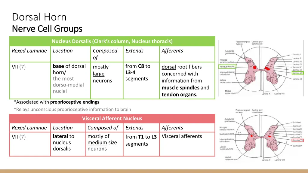 dorsal horn nerve cell groups nerve cell groups 2