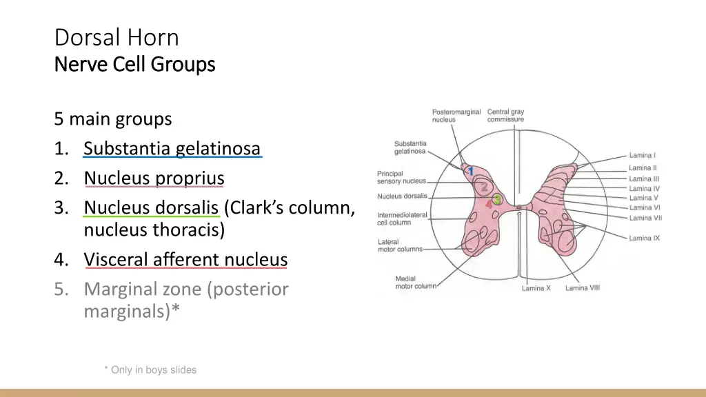 dorsal horn nerve cell groups nerve cell groups