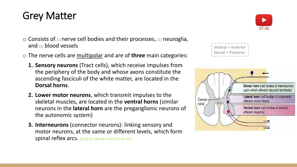 grey matter grey matter