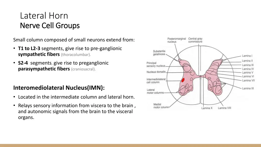 lateral horn nerve cell groups nerve cell groups