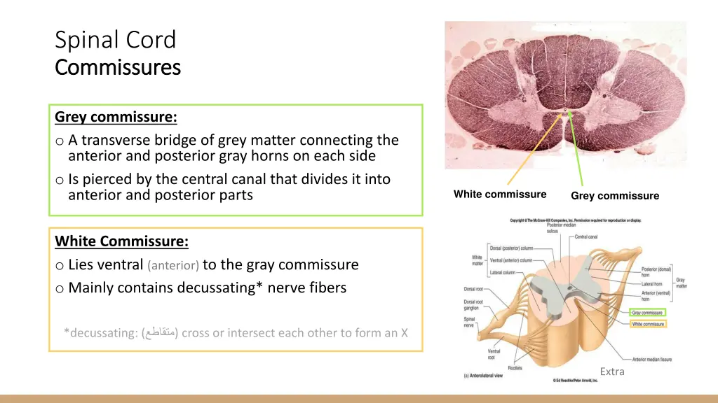 spinal cord commissures commissures