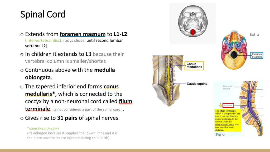 spinal cord spinal cord 1