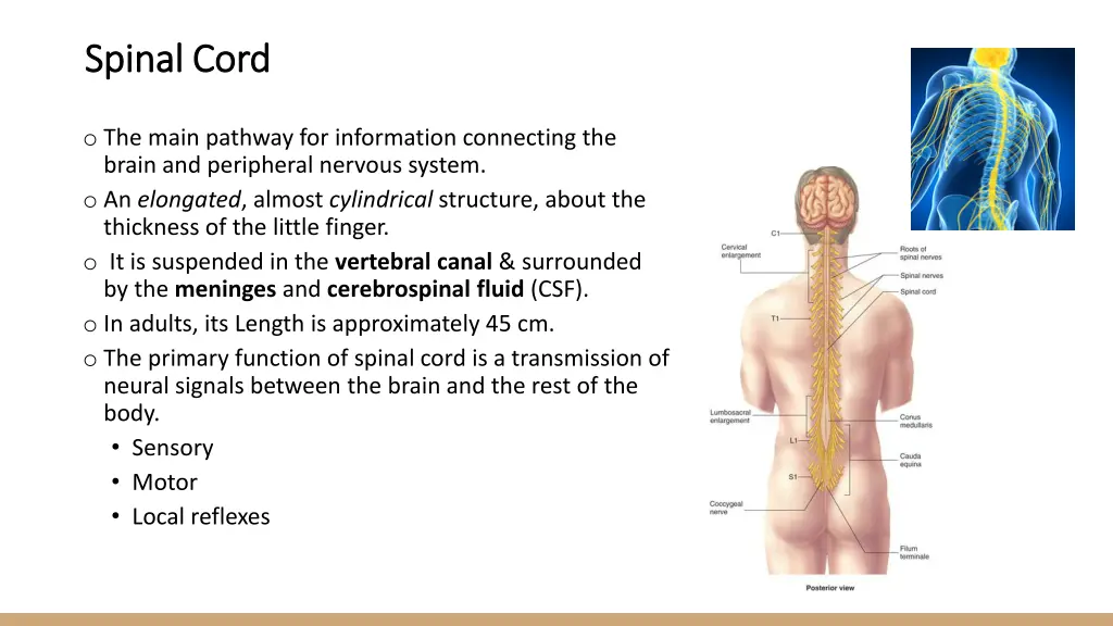 spinal cord spinal cord