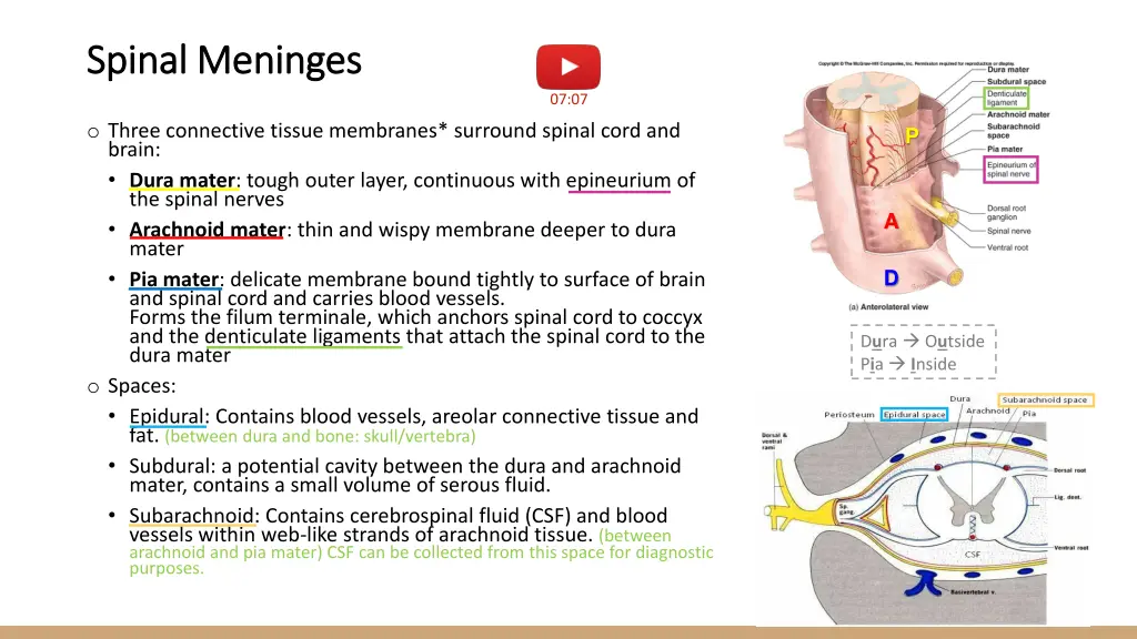spinal meninges spinal meninges