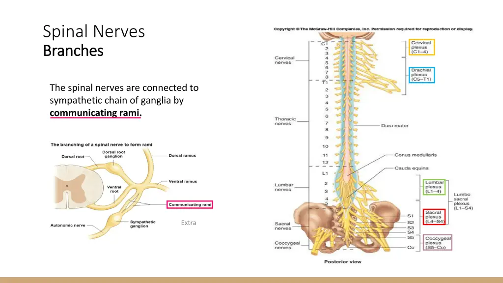 spinal nerves branches branches 1