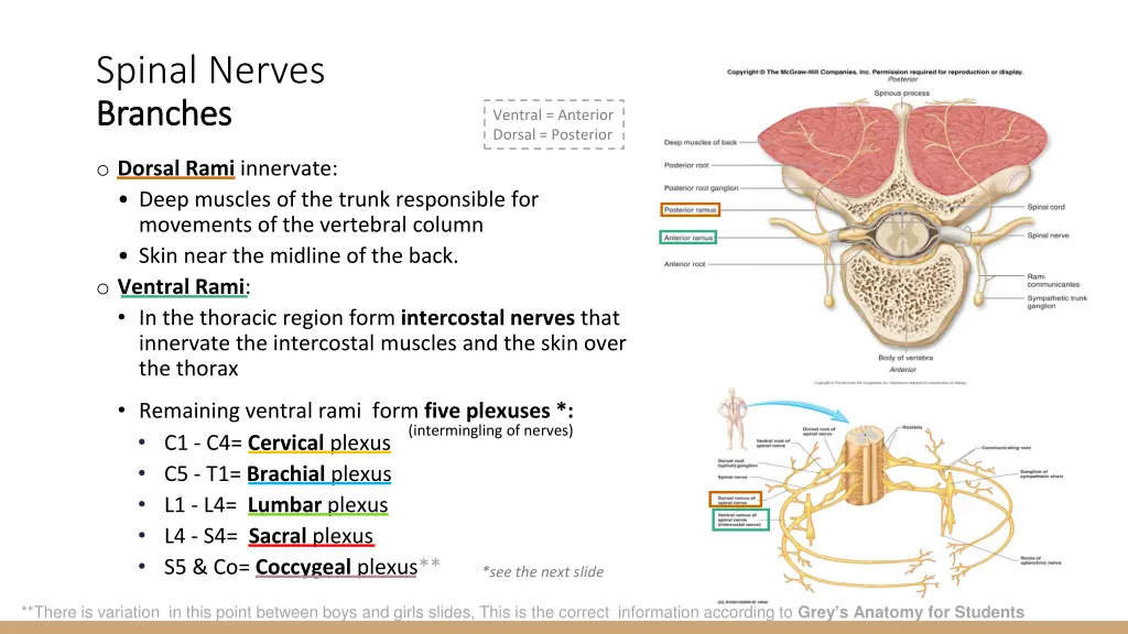 spinal nerves branches branches