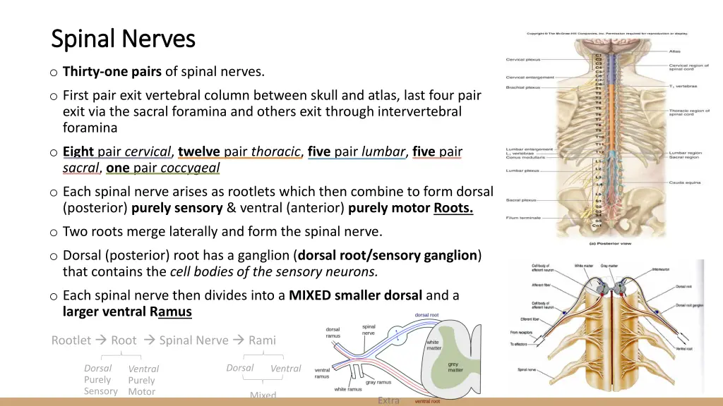 spinal nerves spinal nerves