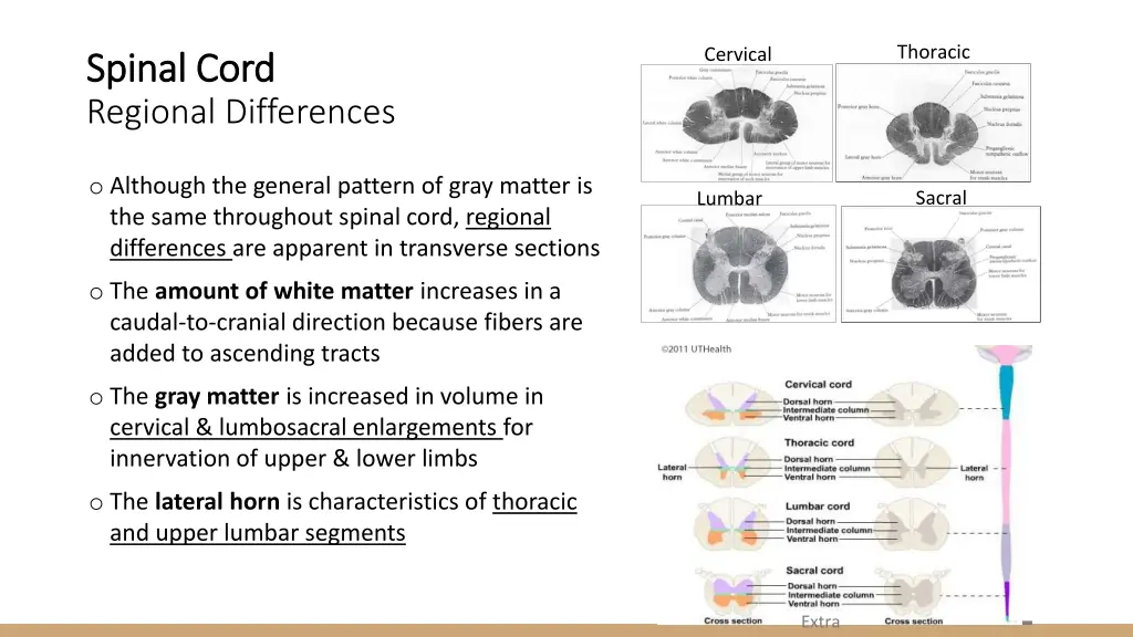 thoracic