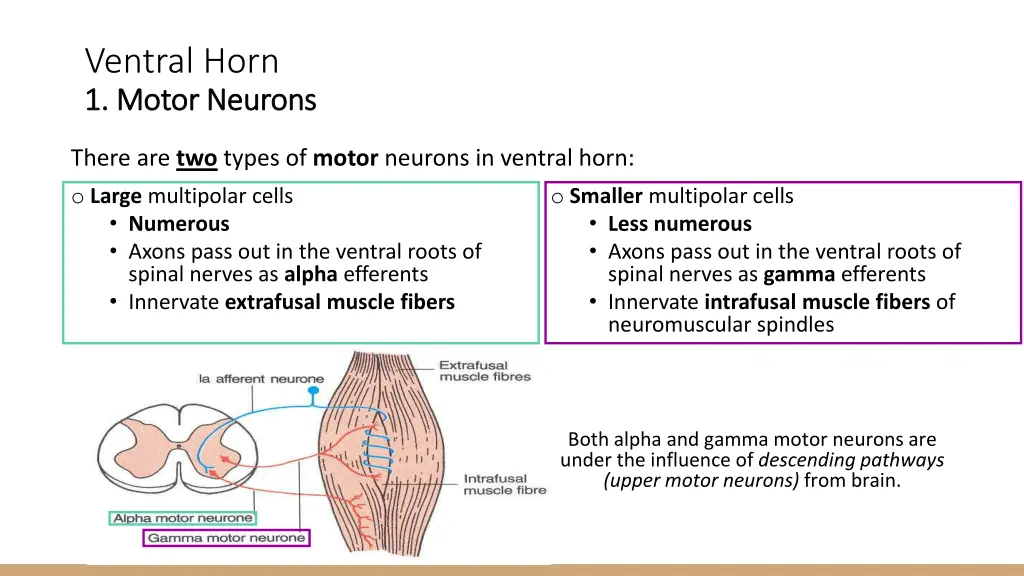 ventral horn 1 1 motor neurons motor neurons