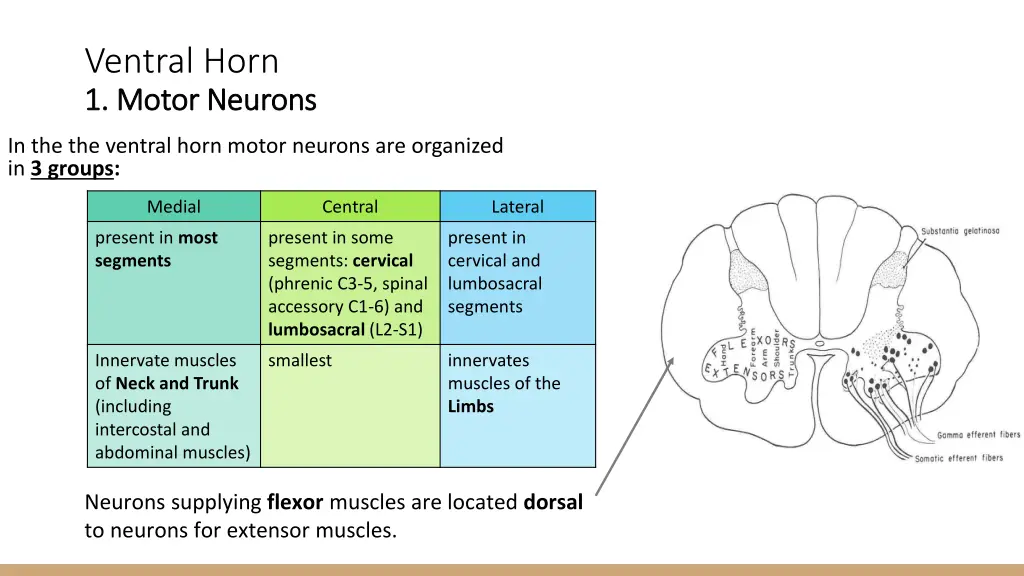 ventral horn 1 motor neurons 1 motor neurons