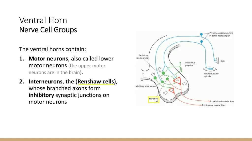 ventral horn nerve cell groups nerve cell groups