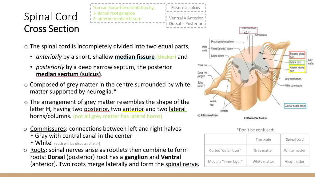 you can know the orientation by 1 dorsal root