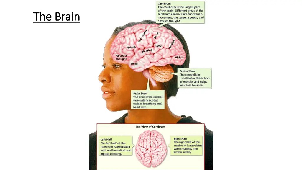 divisions of the nervous system 1