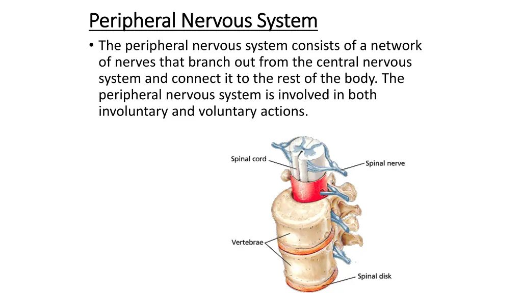 divisions of the nervous system 2