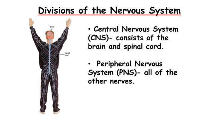 divisions of the nervous system
