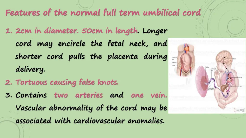 features of the normal full term umbilical cord
