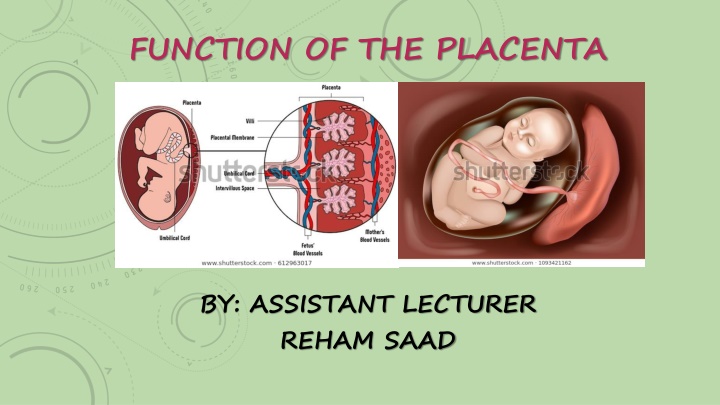 function of the placenta