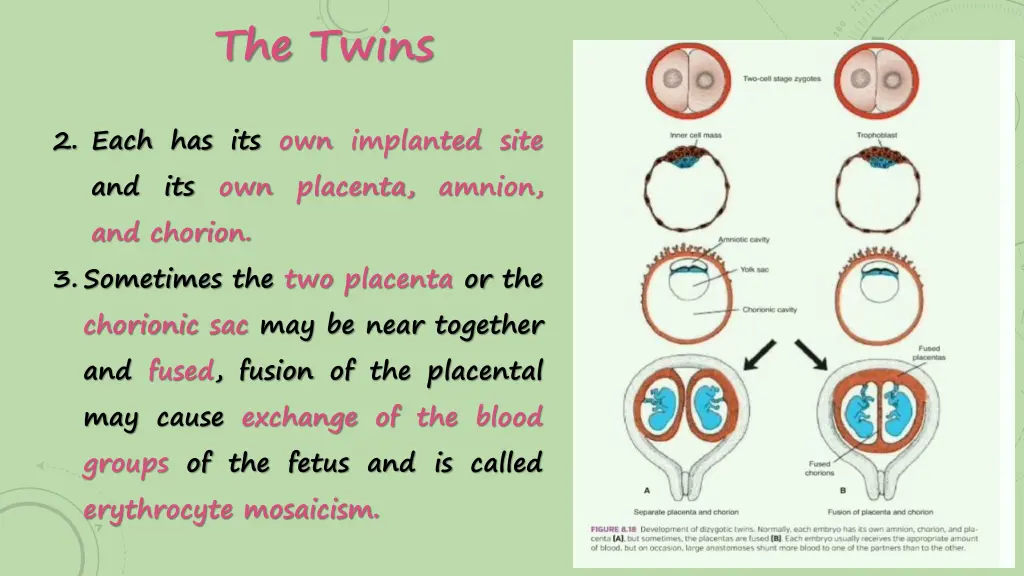 the twins 1