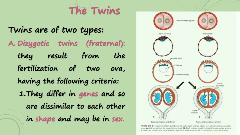the twins