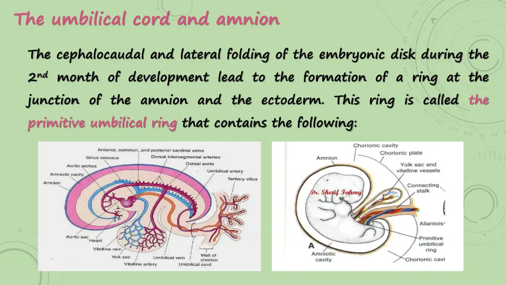 the umbilical cord and amnion