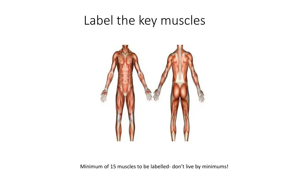 label the key muscles