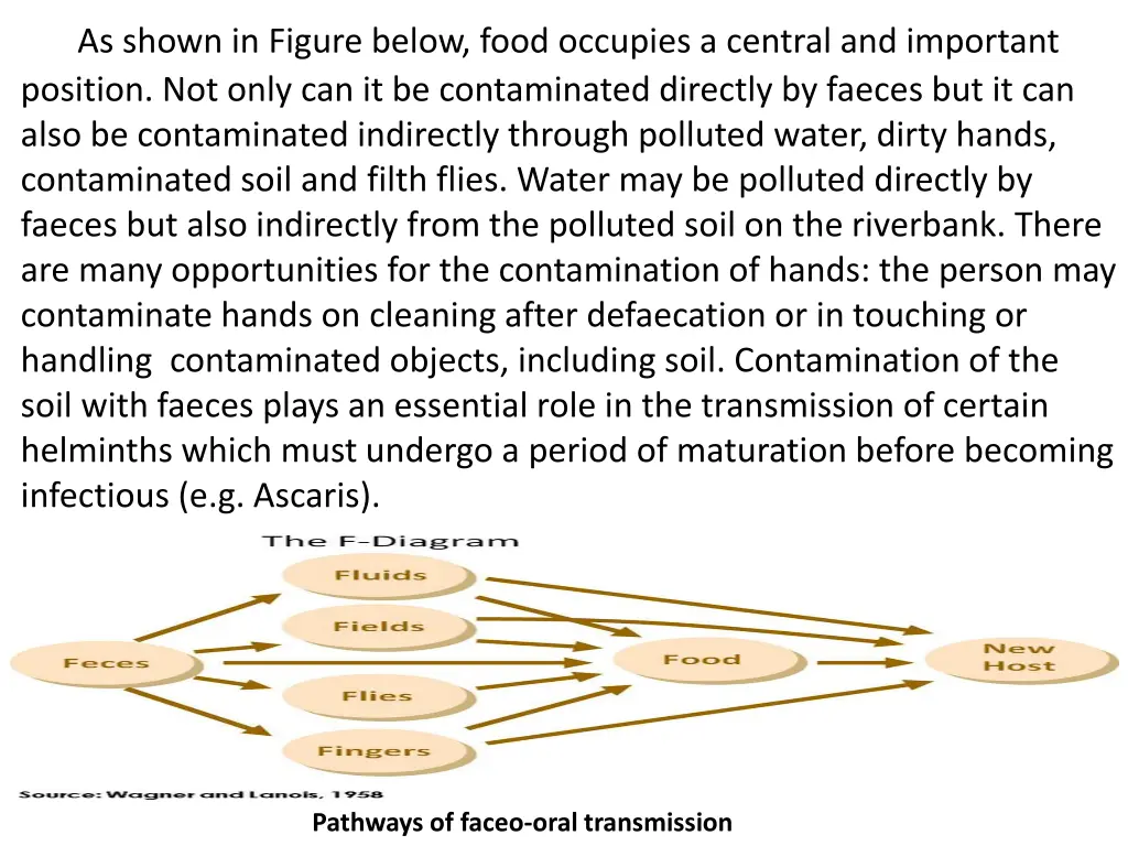 as shown in figure below food occupies a central